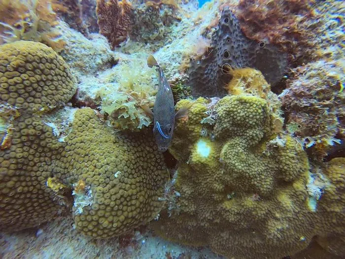 Cleaning goby fish with grouper client