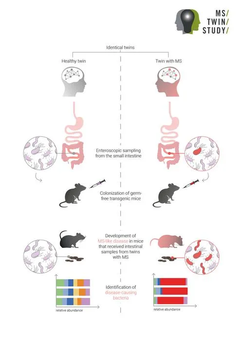 Diagram illustrating a study on MS