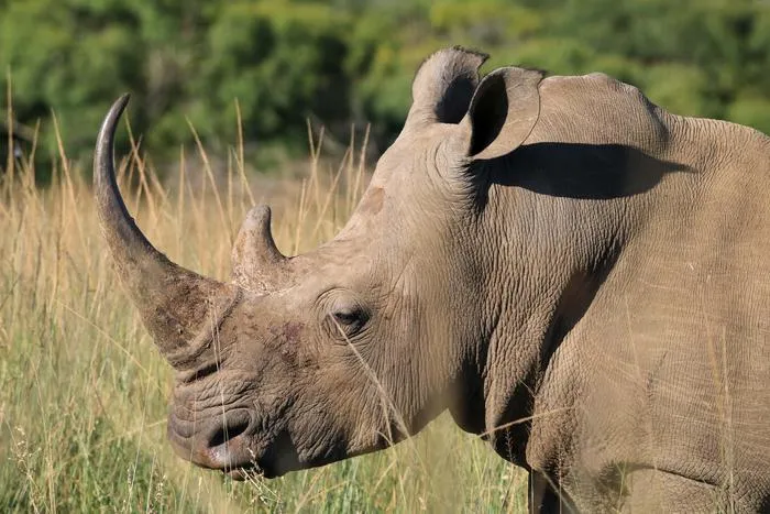 Horned white rhino