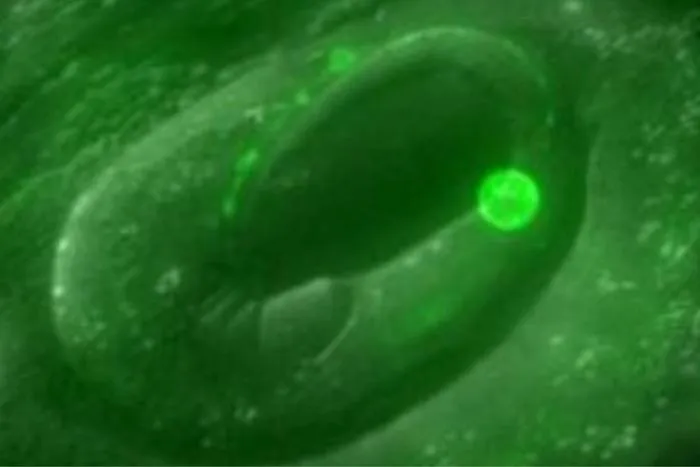 The tiny roundworm C. elegans