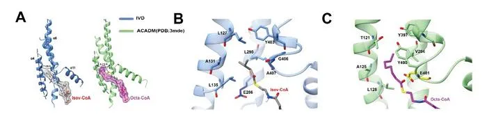Fig 2. Comparison between structures of IVD and ACADM combined with their respective substrates.