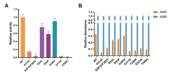Fig 3. Effects of disease-associated mutations on the function and structure of IVD.