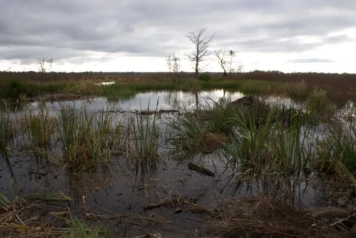 Ancient American Southeast Swamp