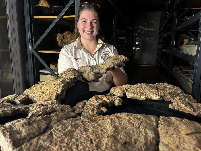 Fossilized sauropod gut content