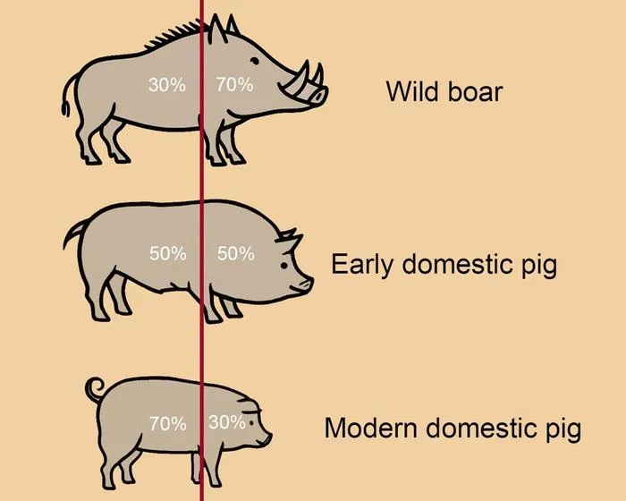 Body proportion transformation from wild boar to domestic pig.