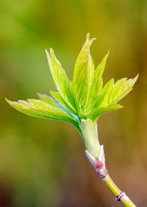 Unfolding of new boxelder (Acer negundo) leaves in spring