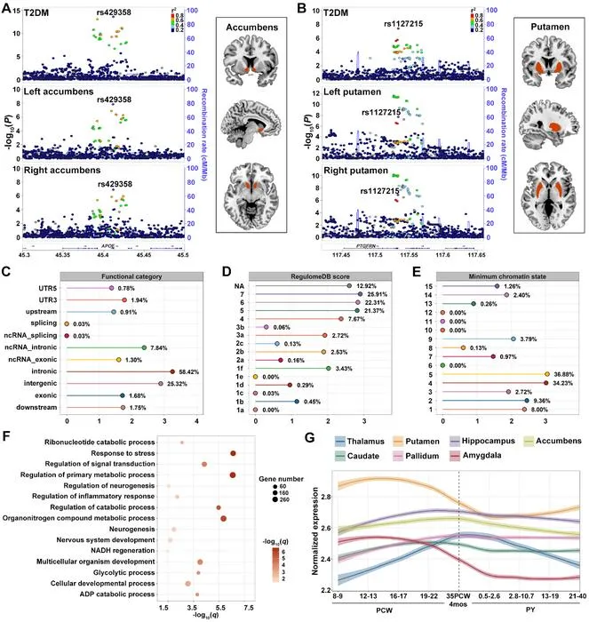 Figure 3. Shared genetic architecture between T2DM and subcortical brain structures and its functional characteristics