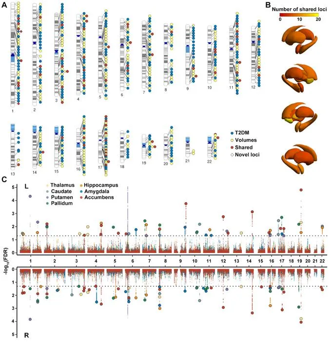 Figure 2. Shared genetic loci between T2DM and subcortical brain structures