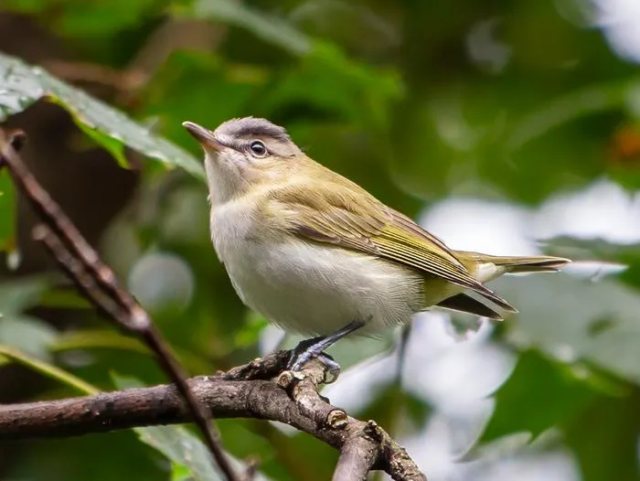 A red-eyed vireo