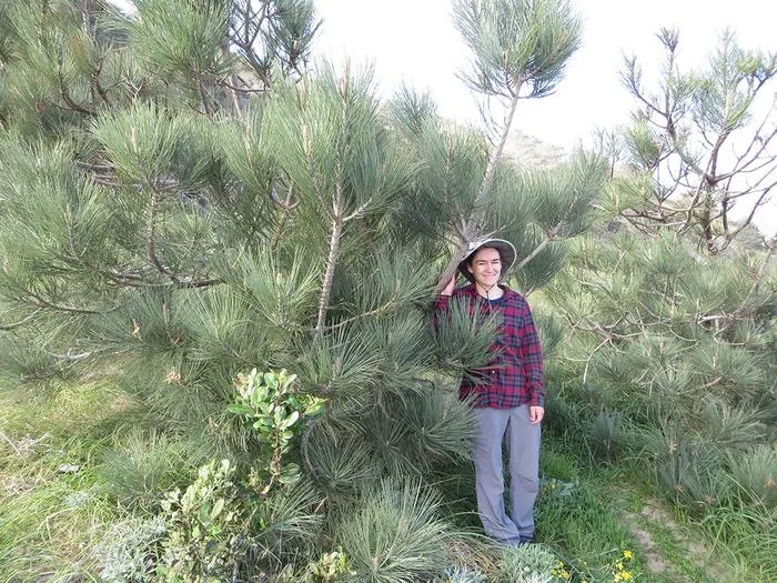 Researcher stands among Torrey pine trees in southern California