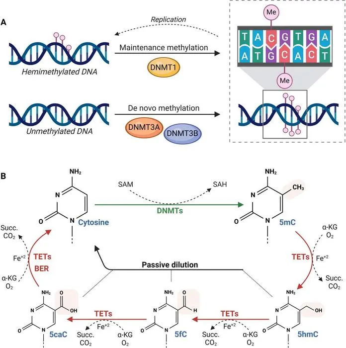 DNA methylation and demethylation dynamics.