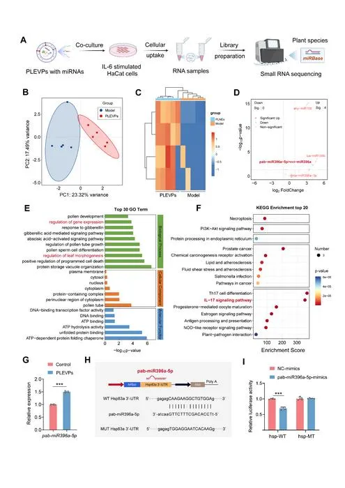 Fig. 3. Small RNA sequencing reveals differential miRNA expression in IL-6-stimulated HaCaT cells treated with PLEVPs.