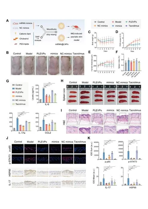 Fig. 4. LNPs encapsulated pab-miR396a-5p mimics mitigate IMQ-induced psoriasis on mice.