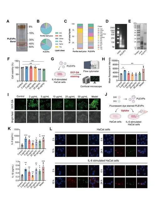 Fig. 1. PLEVPs exhibit distinct profiles compared to Perilla leaf juice and inhibit oxidative stress and reduce pro-inflammatory cytokine secretion in HaCaT cells.