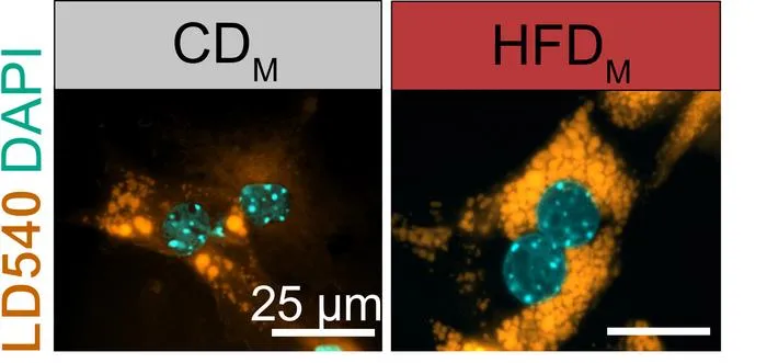 Liver cells store