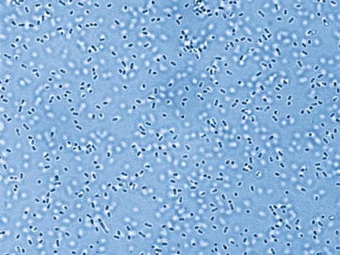 Pandoraea bacteria