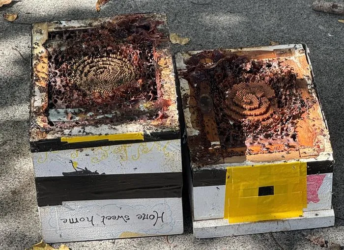 Native bee hives