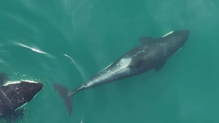 A killer whale with kelp in its mouth