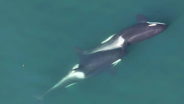Two killer whales allokelping