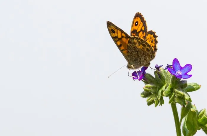 The wall brown butterfly (Lasiommata megera)