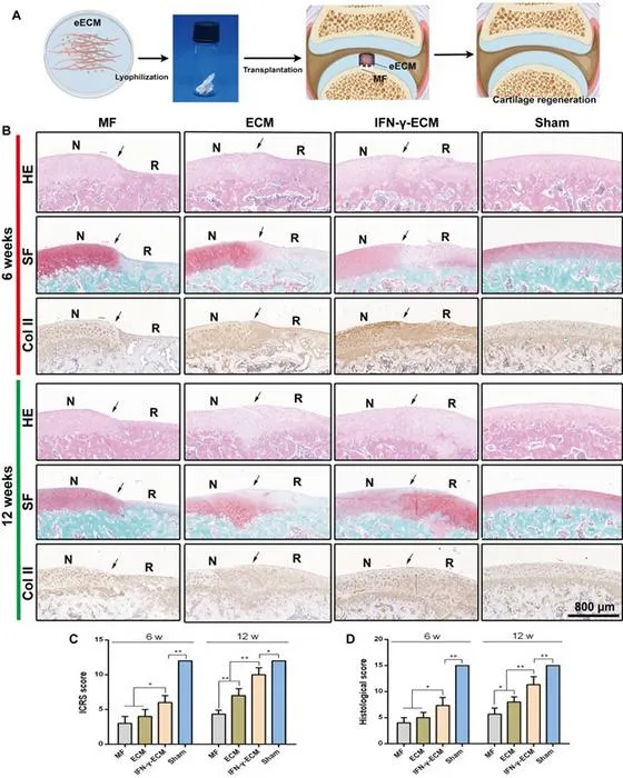 Figure 4: eECM promotes cartilage repair.