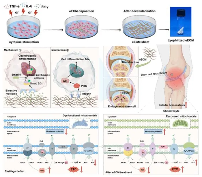 Figure 5: Schematic illustration of eECM promoting cartilage repair.