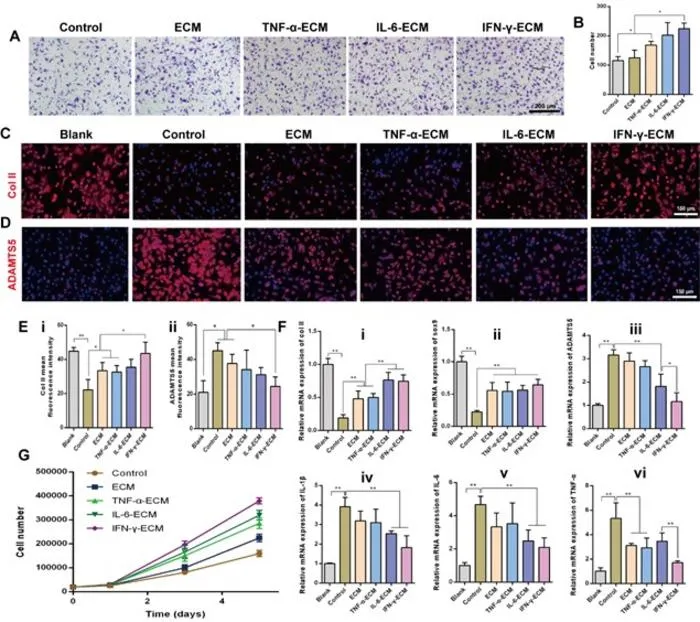 Figure 3: eECM regulates chondrocyte homeostasis.