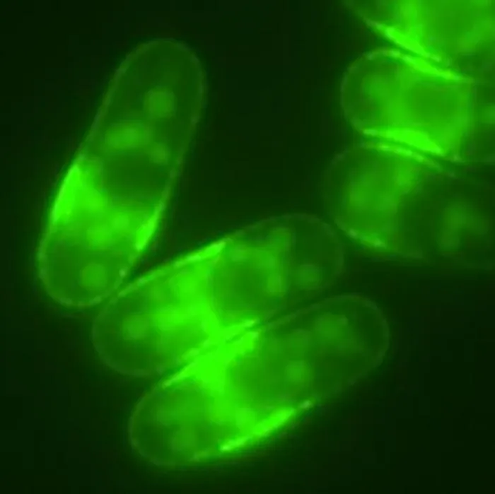 Fission Yeast Cells