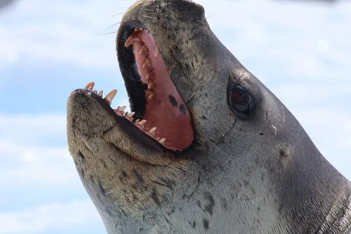 Leopard seal