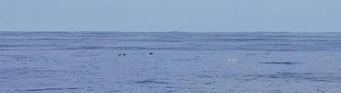 An image of dolphins in the Pacific Ocean