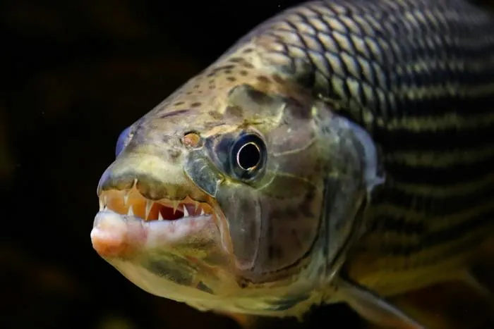 An evolutionary trade-off has limited how fish catch their prey