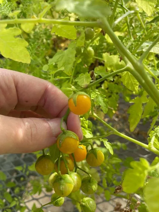 Standard tomatoes