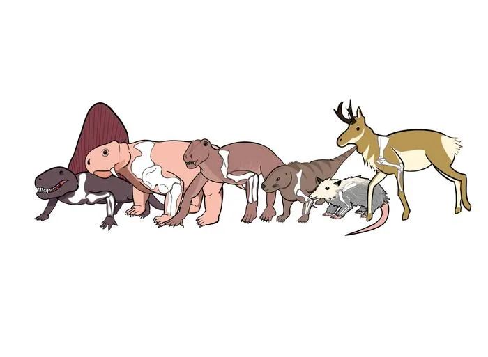 The evolution from reptile-like to upright posture in mammals was highly dynamic and complex