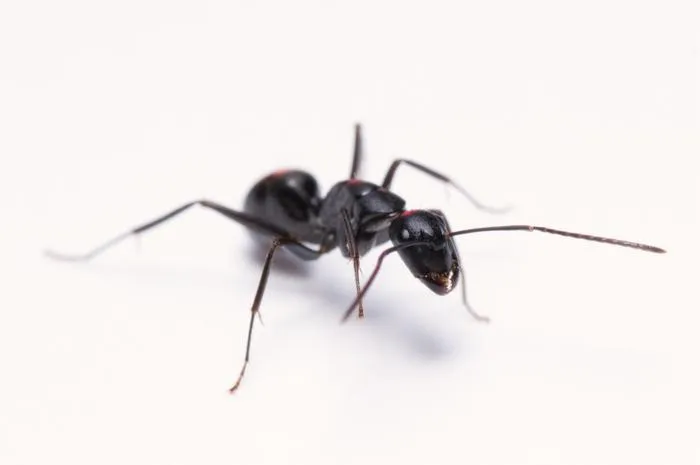 Camponotus japonicus worker