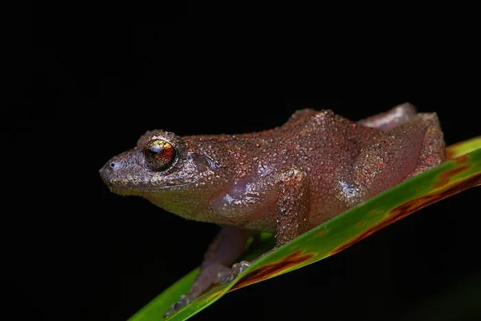 Pristimantis yonke