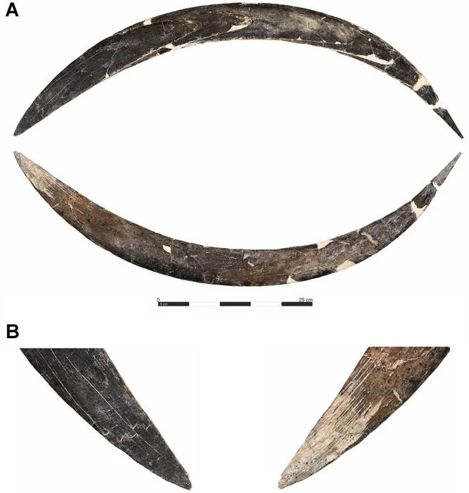 Boomerang and bones: Refining the chronology of the Early Upper Paleolithic at Obłazowa Cave, Poland