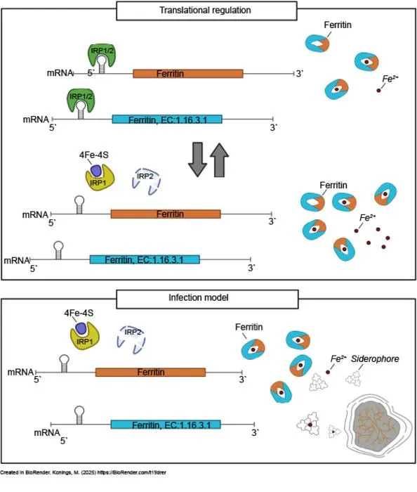 Fig. 3