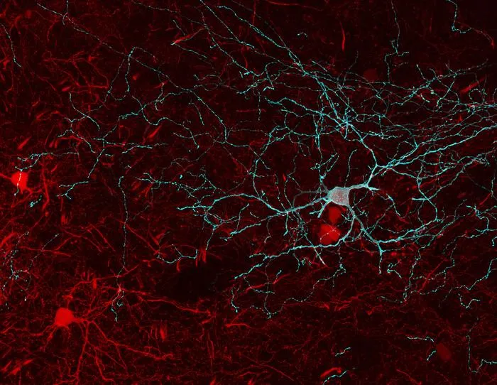 Neurons in the brain