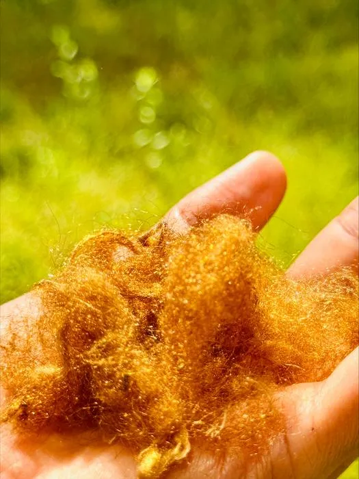 Golden sea silk
