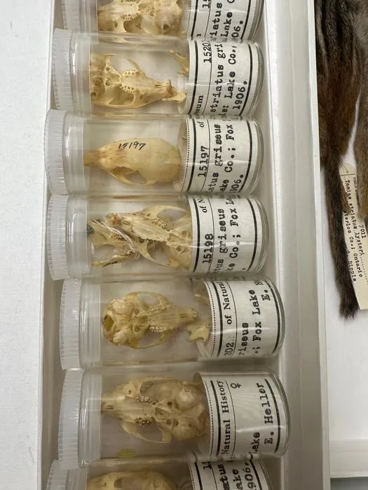 Chipmunk skulls