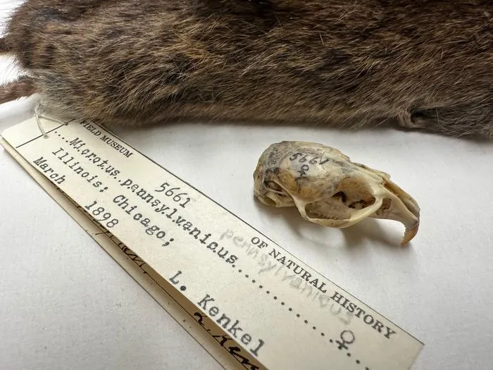 Vole skull