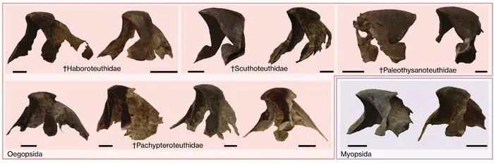 Squid beak fossil