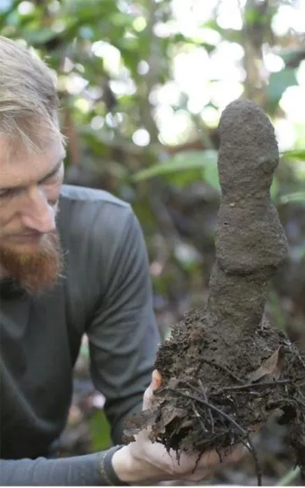 Termite mound