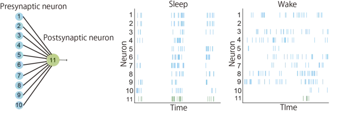 Construction of neural network and populational activity during sleep and wakefulness generated by simulation (Figure1)