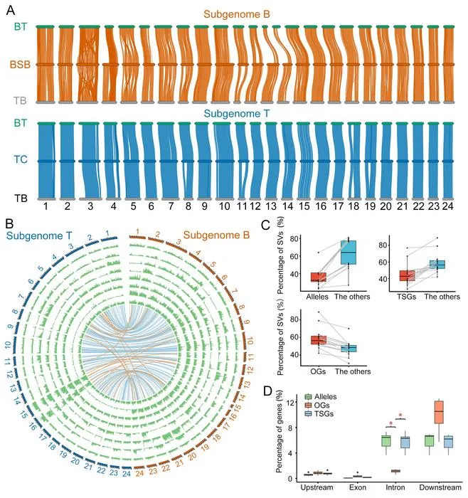 Genomic stability in hybrid fish testes reveals mechanisms of fertility