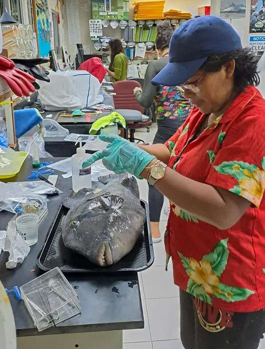 STRI researcher Brígida de Gracia studying fish samples in the laboratory