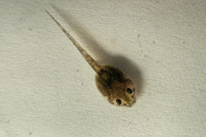 Túngara frog tadpole