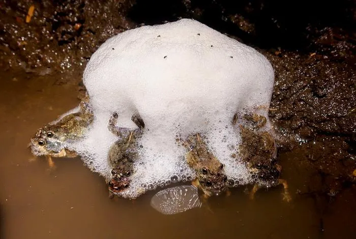Foam nests laid by Túngara frogs