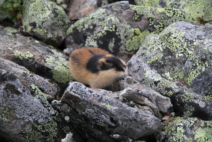 Norwegian lemming 1