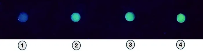 Luminescent paper discs under UV lamp